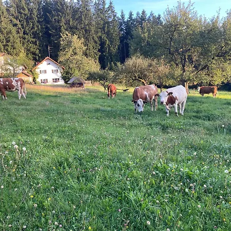 Wiesenbett Unterm Nachthimmel *